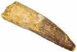 Fossil Spinosaurus Tooth - Real Dinosaur Tooth #296496-1